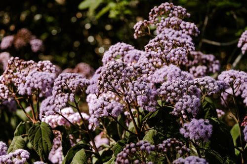 Free Close-up of vibrant purple Buddleja Davidii flowers blooming in natural garden setting. Stock Photo