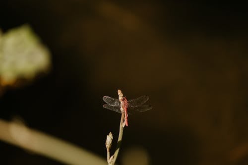 Dragonfly in Nature