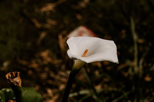 Základová fotografie zdarma na téma bílá květina, calla lily, detail