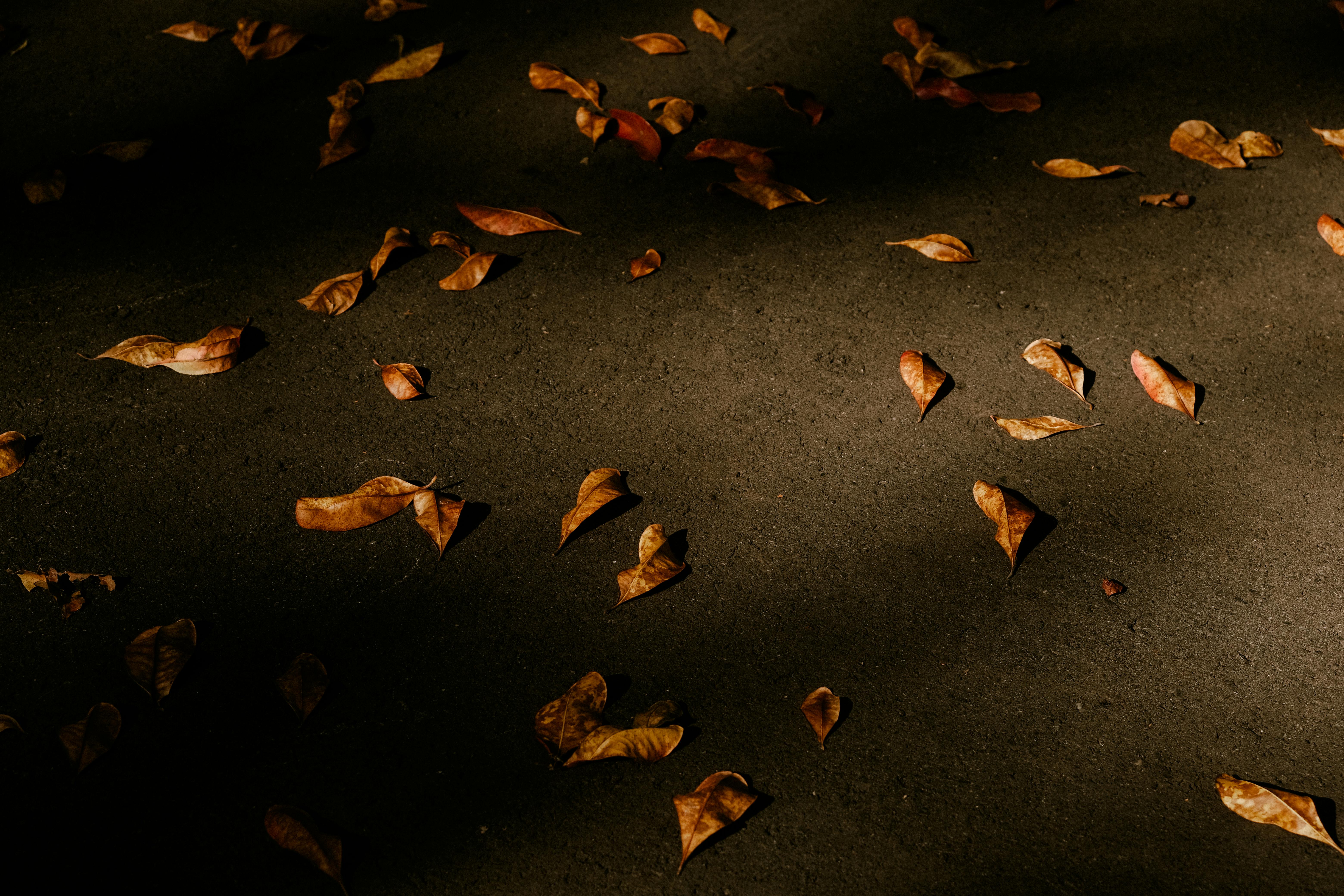Dried autumn leaves scattered on dark pavement, creating a moody fall scene.