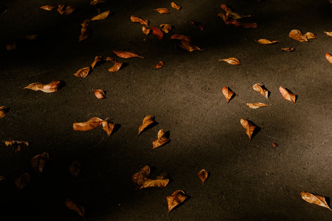 Autumn leaves on the ground · Free Stock Photo