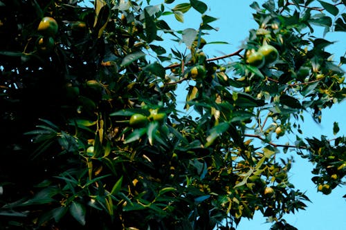 Close up of Apples on Tree