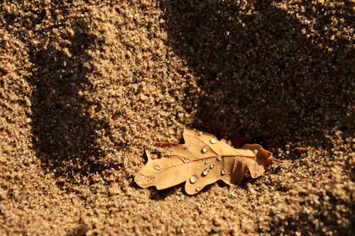 Raindrops on Brown Oak Leaf