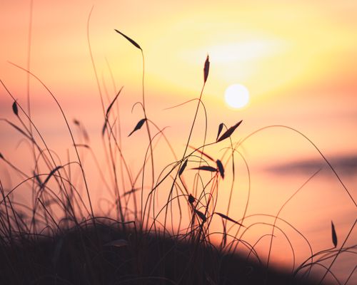 Free Peaceful sunset casting warm hues over silhouetted grass in nature. Stock Photo
