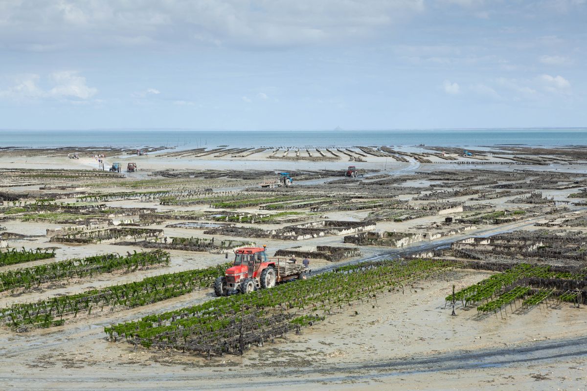 Cancale oyster beds at low tide with a red tractor