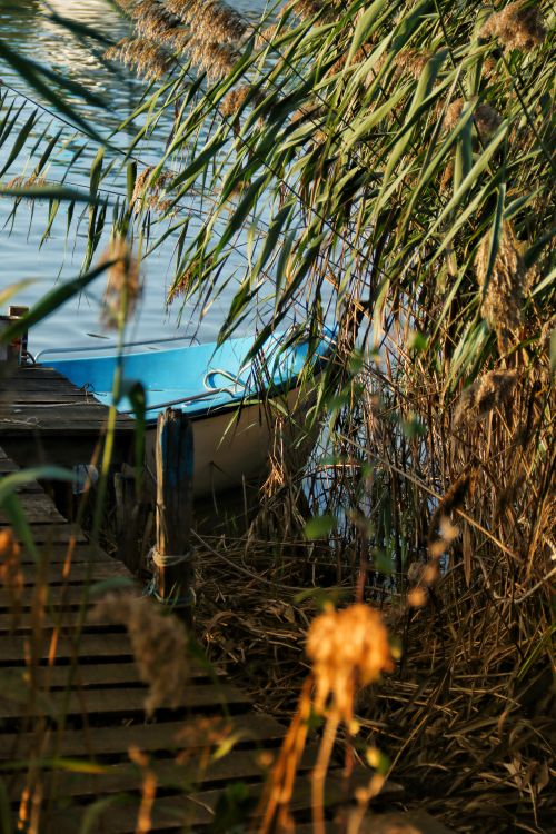 Free A tranquil scene of a blue boat moored at a lakeside dock surrounded by rushes. Stock Photo
