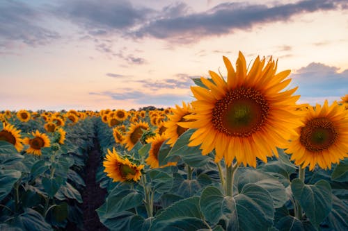 Sunflowers in a field at sunset