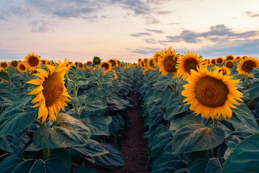 Stunning view of a vibrant sunflower field under a colorful sunset sky in the countryside.