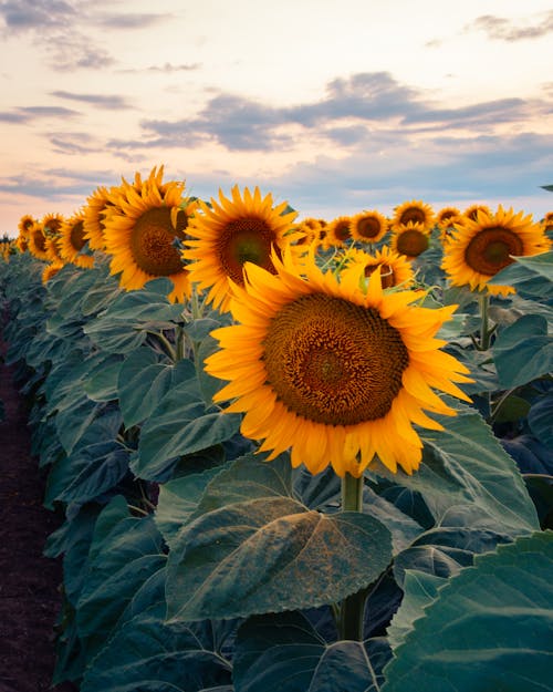 Sunflowers in a field at sunset