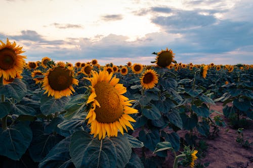 Sunflowers in the field at sunset