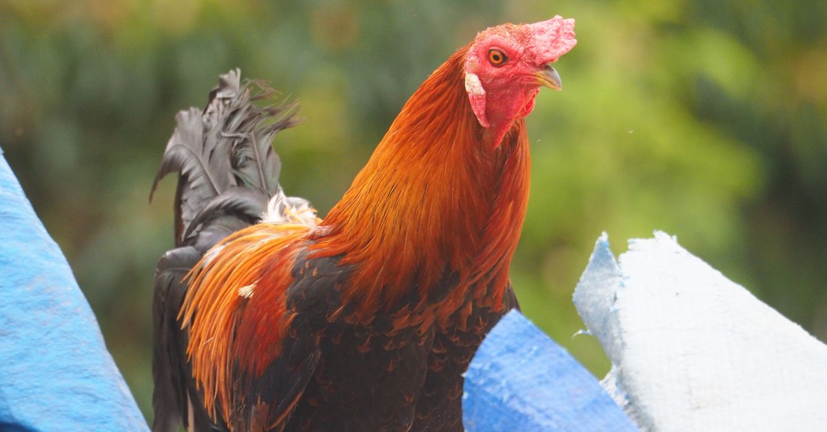 Hen Perching A Hen Perching on Trash · Free Stock Photo