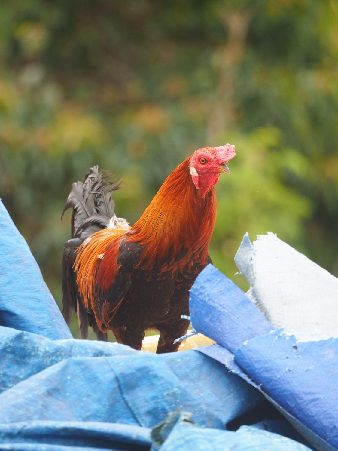 Hen Perching A Hen Perching on Trash · Free Stock Photo