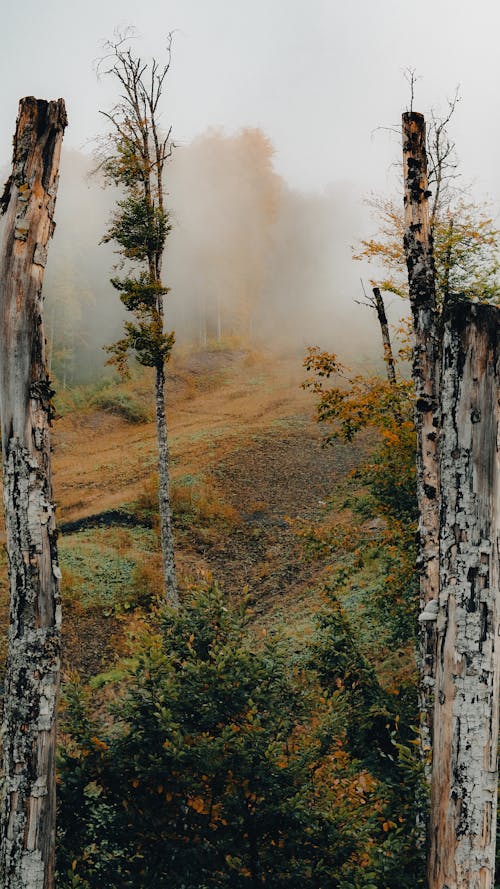 Free Fog over Trees in Forest in Autumn Stock Photo