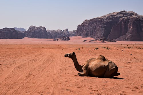 çöl, dağlar, deve içeren Ücretsiz stok fotoğraf