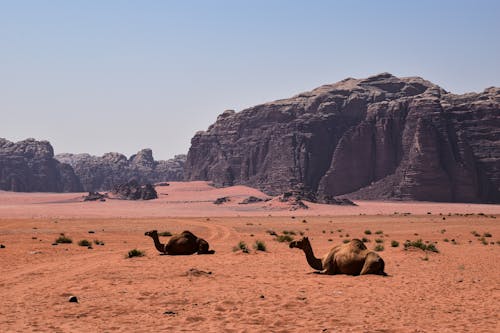 Бесплатное стоковое фото с верблюды, жара, засушливый