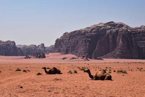 Camels on Desert