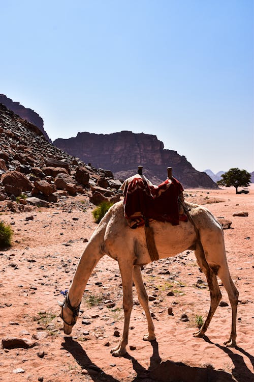 Camel in Desert