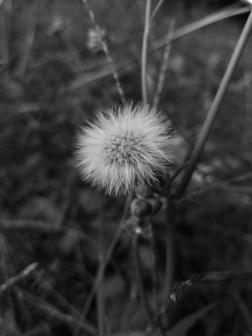Free Black and white photo of a dandelion seed head, showcasing intricate natural details. Stock Photo