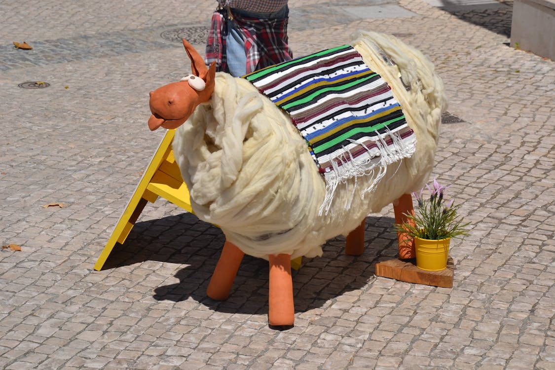 Free stock photo of fun, portugal, sheep
