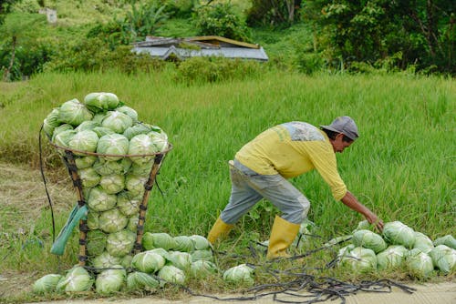 Farmer with Cabbages in Box