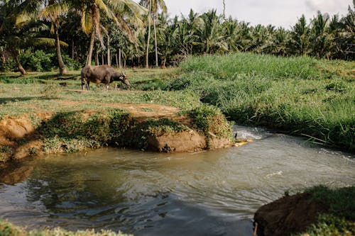 Carabao in Forest