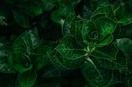 Close up of Green Leaves