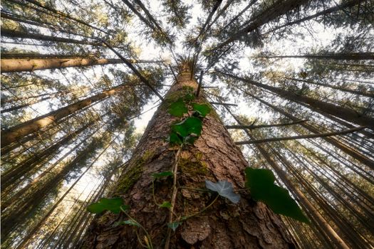 Tall forest trees with ivy climbing up, captured from below, showcasing nature's growth and serenity.