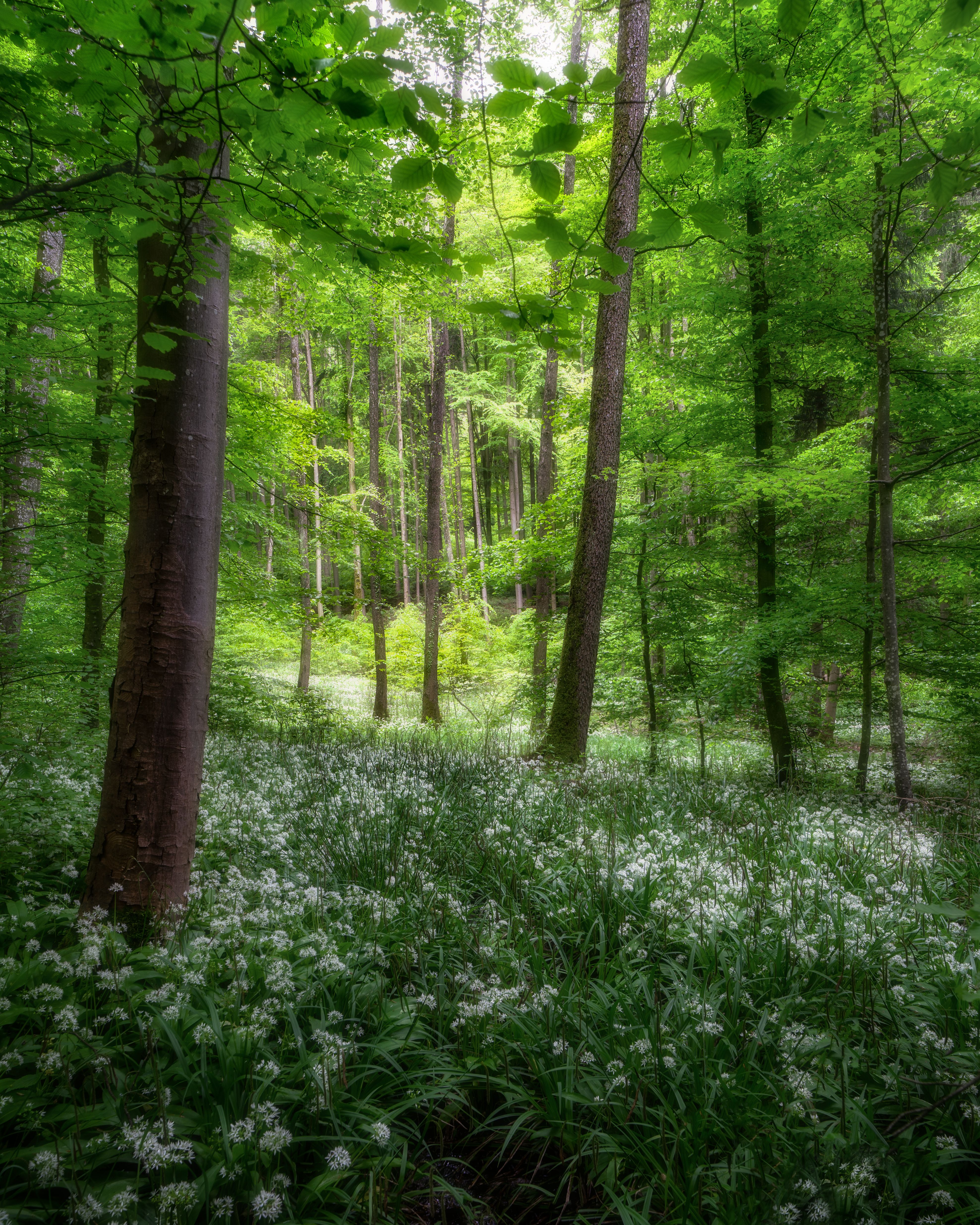A forest with white flowers and green trees · Free Stock Photo