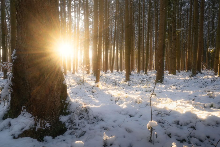 Sunlight streaming through a serene snow-covered forest, creating a magical winter scene.