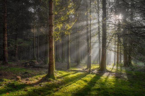 Sunset Sunlight over Trees in Forest