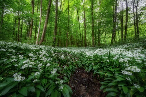 Imagine de stoc gratuită din adânc, arbori, centrale