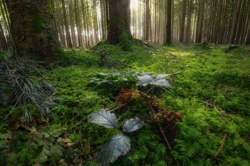 Imagine de stoc gratuită din adânc, arbori, arbuști