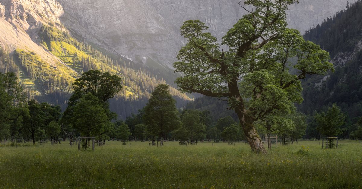 Trees in Valley · Free Stock Photo