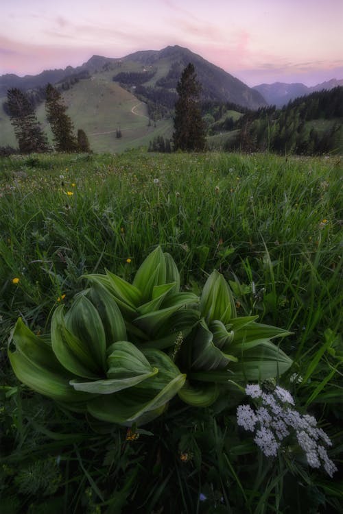 Imagine de stoc gratuită din a închide, centrale, fotografiere verticală