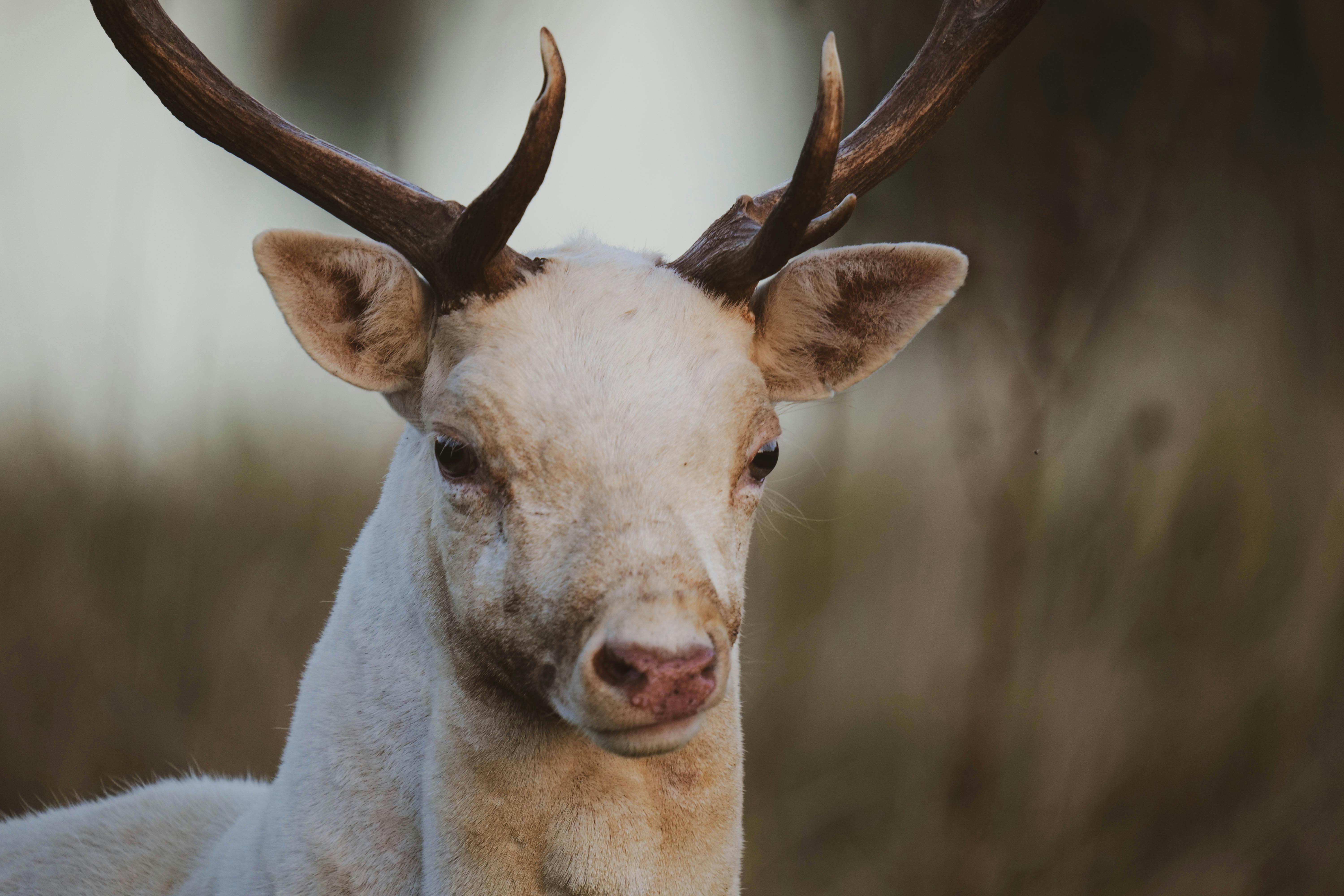 grátis Foto profissional grátis de 3x4, ambiente natural, animais selvagens Foto profissional