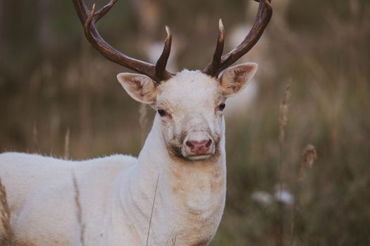 A beautiful albino deer with antlers captured in a serene natural setting.
