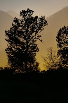 Silhouetted trees against a misty, backlit dawn sky in Garešnica, Croatia.