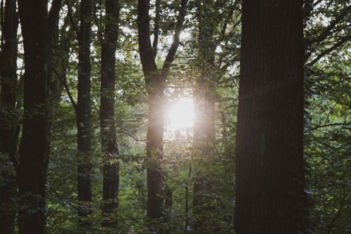 Free Sunlight streams through dense forest in Garešnica, creating a serene and natural atmosphere. Stock Photo