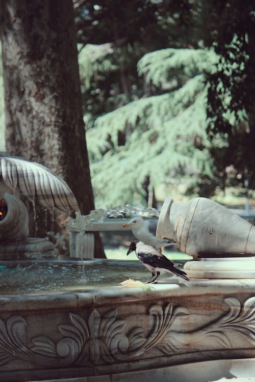 Hooded Crow with Seagull at Fountain