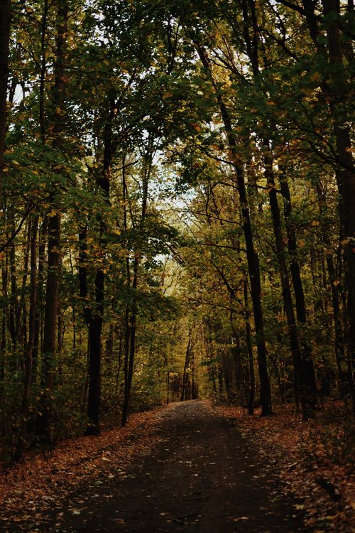 Free A tranquil footpath through a lush forest with vibrant autumn leaves and towering trees. Stock Photo