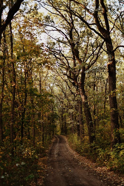 Kostenloses Stock Foto zu bäume, feldweg, leer