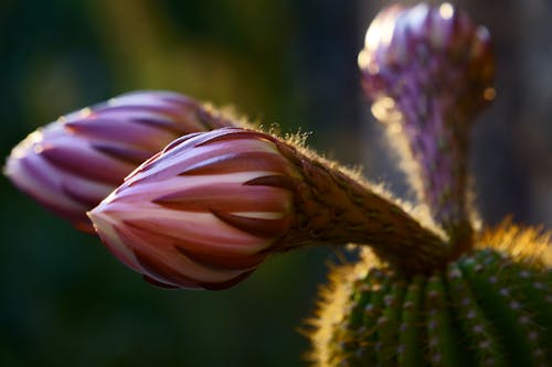 Photos gratuites de bourgeons, cactus, centrale