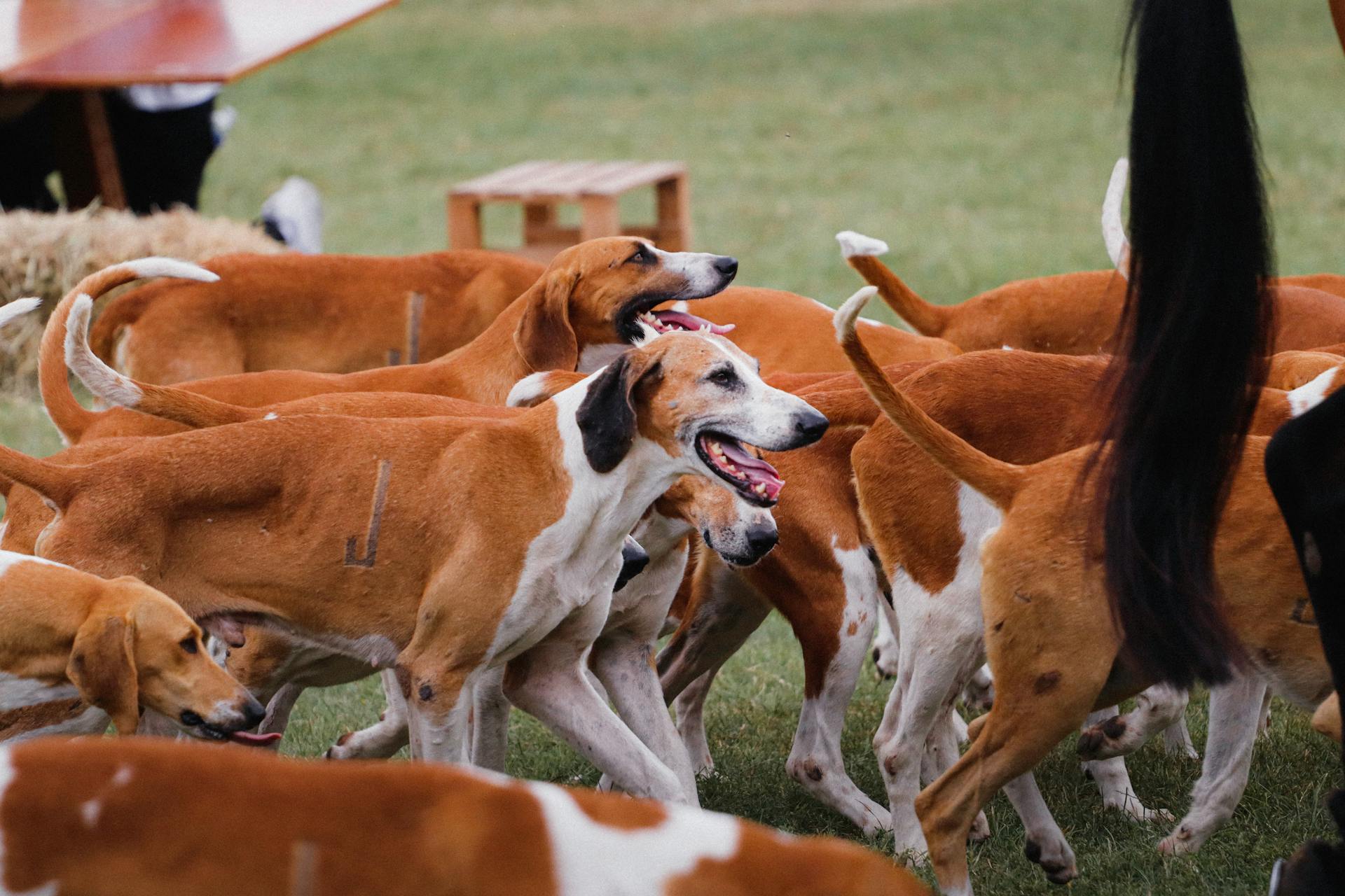 Cute Dogs on Grass