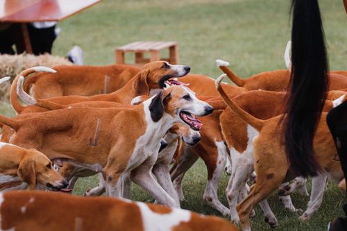 Free A dynamic group of hounds joyfully running across a grassy field. Stock Photo