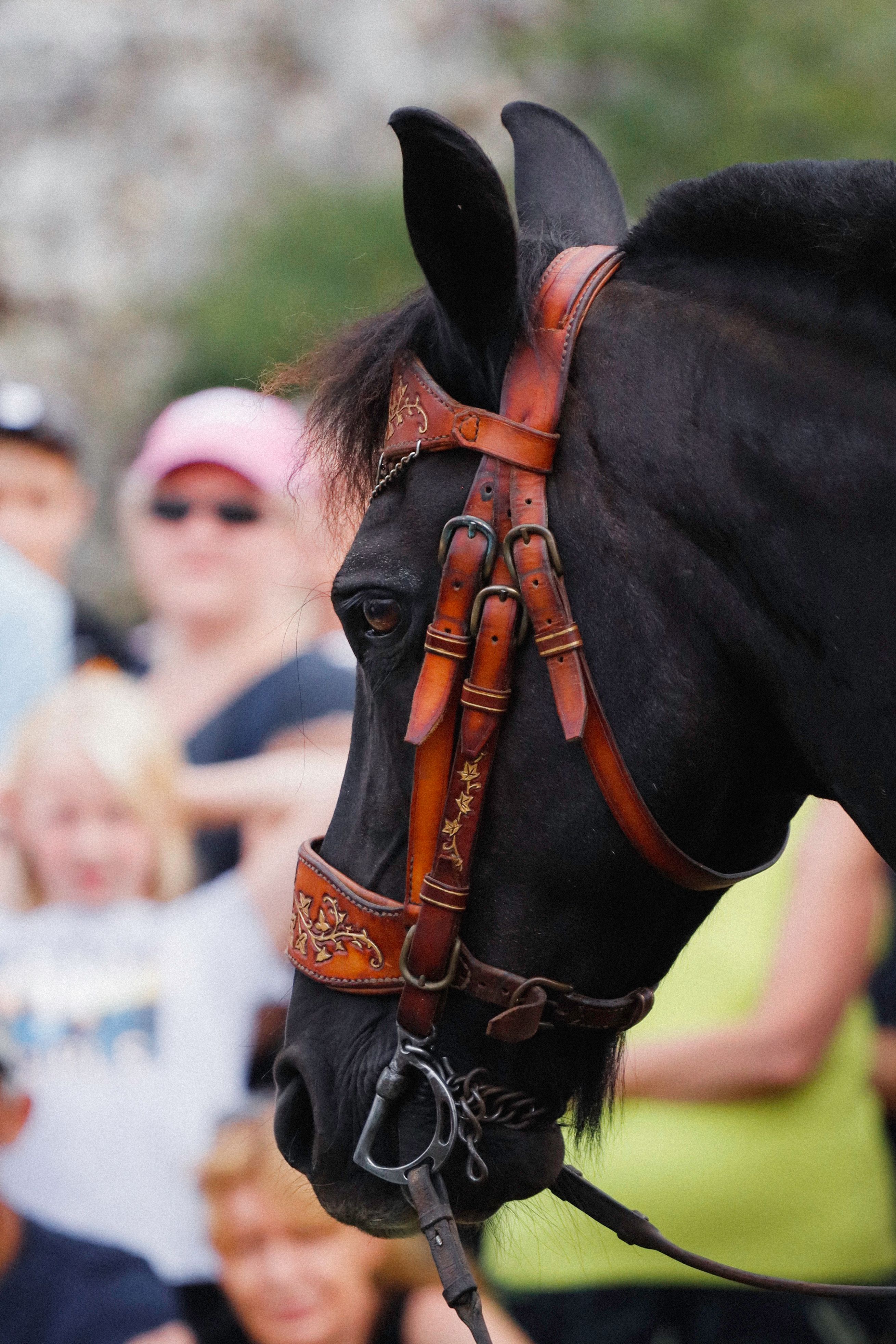 Valencia, black with bridle