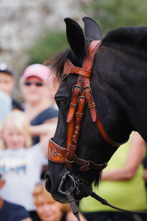 Free Close-up of a black horse with an ornate leather bridle at an outdoor event. Stock Photo
