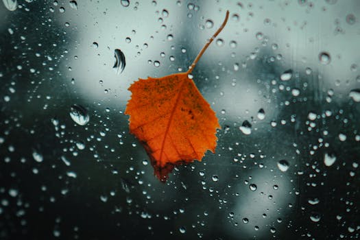 Close-up of a fallen leaf on a rainy window during autumn, creating a moody atmosphere.
