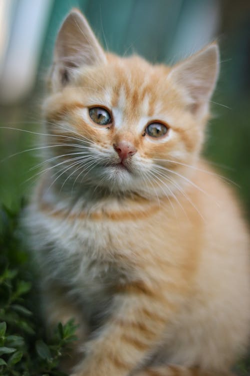 Kostenloses Stock Foto zu haustier, kätzchen, katze