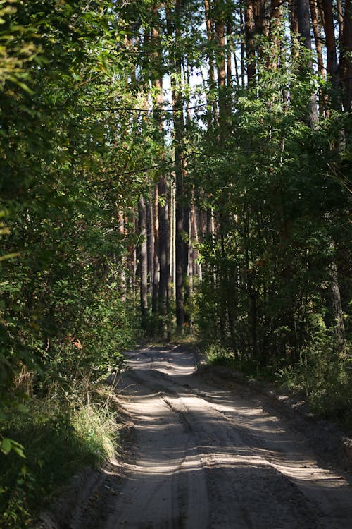 Fotobanka s bezplatnými fotkami na tému les, lesy, nespevnená cesta