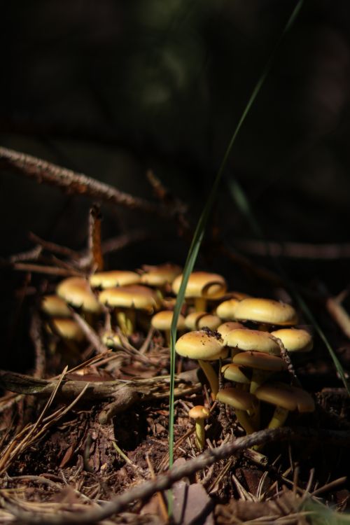 Free Close-up of mushrooms growing on the forest floor surrounded by natural underbrush. Stock Photo